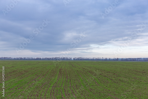 Field of winter wheat against of cloudy sky in autumn