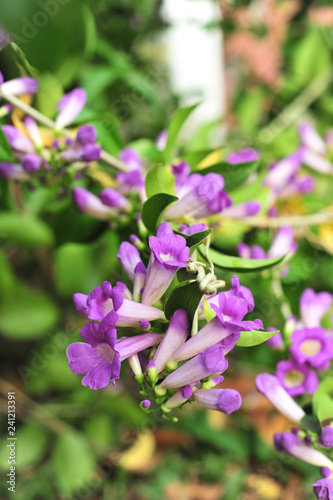 Garlic vine violet flower selective focus point