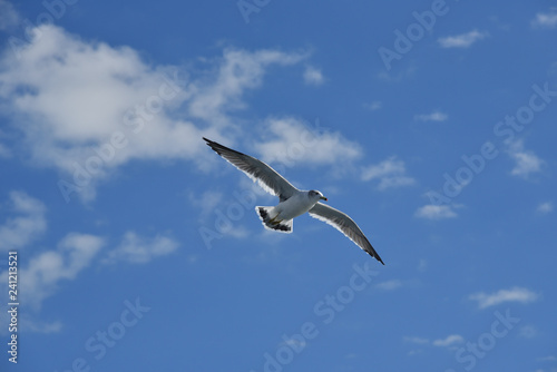 Seagull