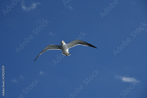 Seagull © Minoru Maeda