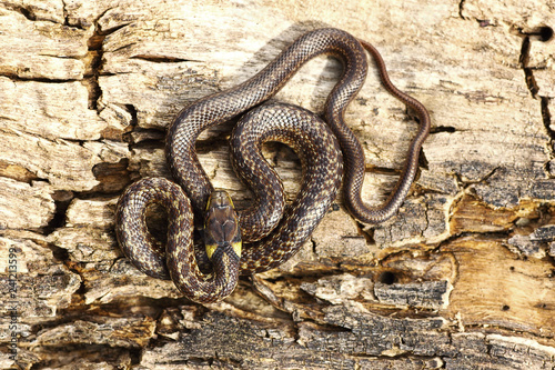 full length juveline aesculapian snake photo
