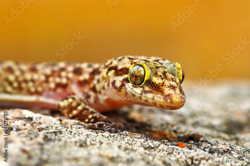 Hemidactylus turcicus or mediterranean house gecko