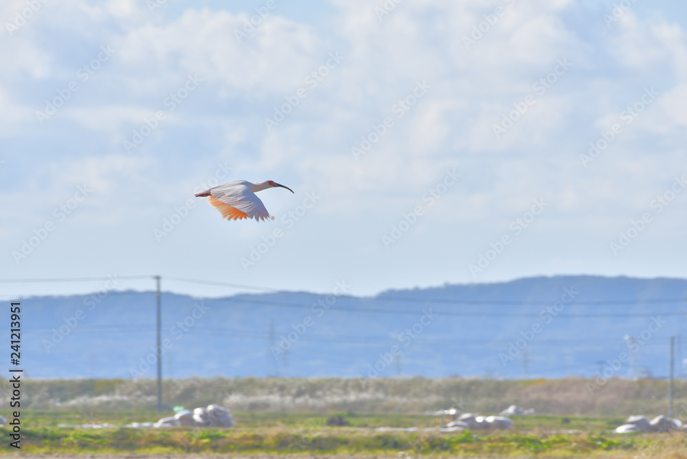 Fototapeta premium Japanese crested ibis