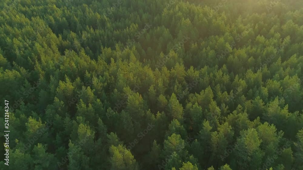 Sunrise over green forest aerial view Sunrise over green forest aerial view