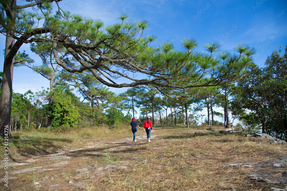 Landscape, nature trails with beautiful green pine trees on the mountain On Phukradueng in Thailand. Landscape, nature trails with beautiful green pine trees on the mountain On Phukradueng in Thailand.