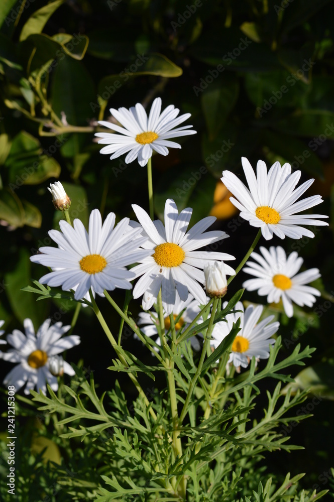Close-up of Beautiful White Daisies, Nature, Macro Close-up of Beautiful White Daisies, Nature, Macro