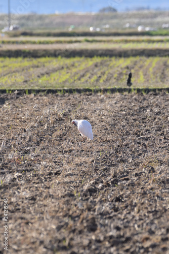 Japanese crested ibis