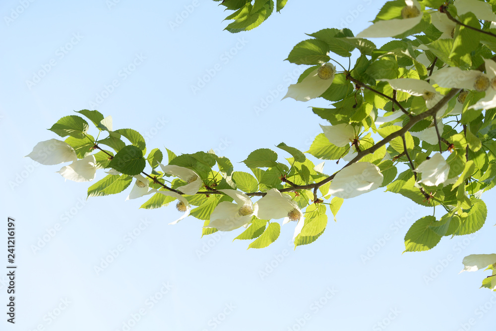 Blüten des Taschentuchbaums