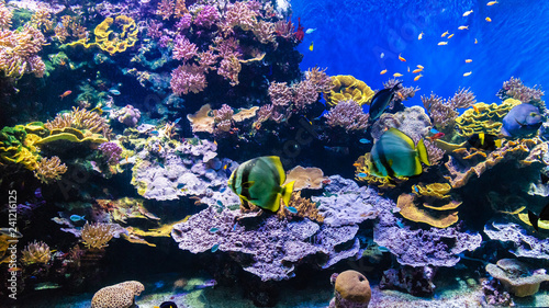 Clear underwater with tropical colour fish and coral reef