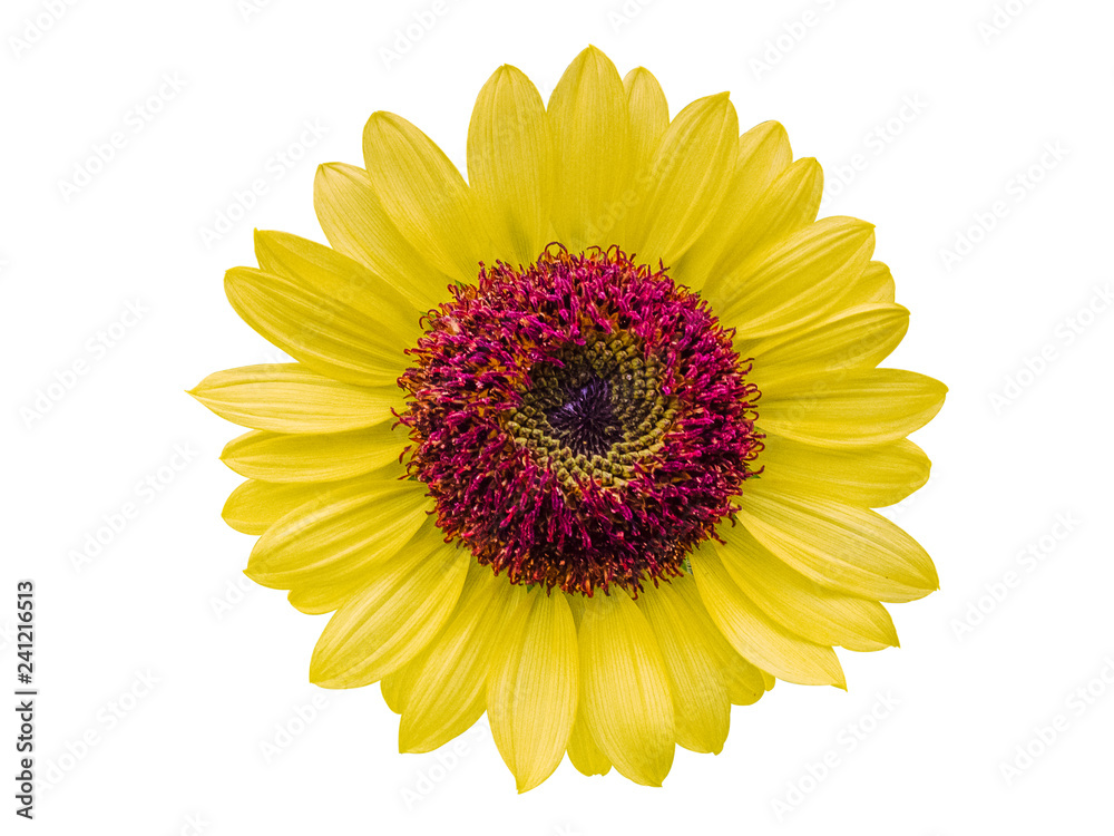 sunflower yellow flowers on white background. (clipping path) sunflower yellow flowers on white background. (clipping path)