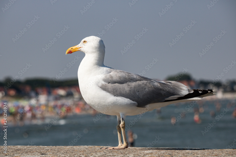 Fototapeta premium Möwe an der Küste