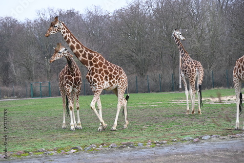 Photography a family of giraffes