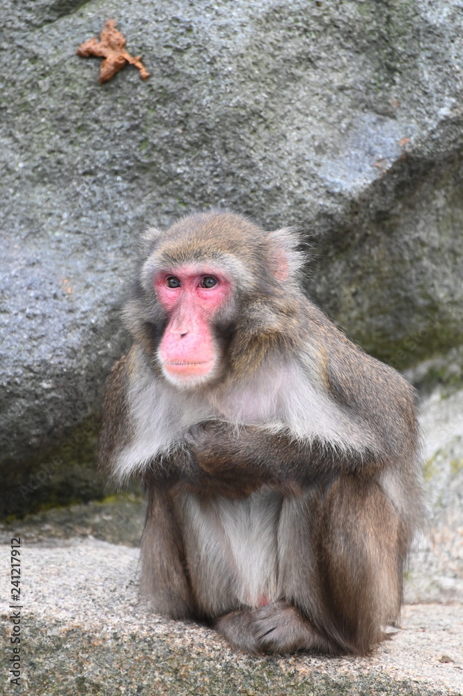 a macaque in observation