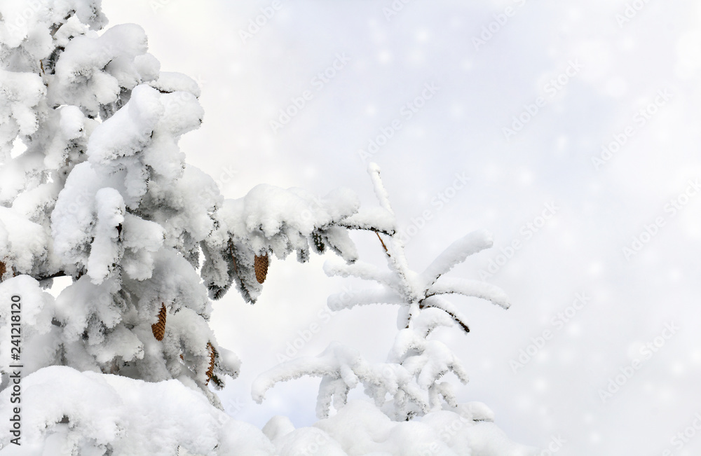 Sprigs of christmas tree with cones ( spruce, fir, fir-tree ) covered snow on a background cloudy sky with space for text. Christmas background