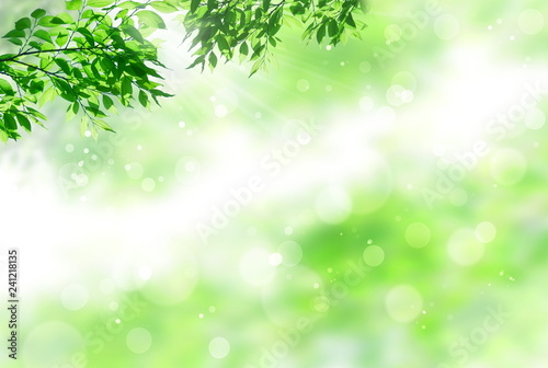 春の新緑（光輝く若葉） © imagefuji