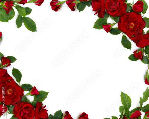 Beautiful frame of red roses and buds on white background with space for text. Top view, flat lay