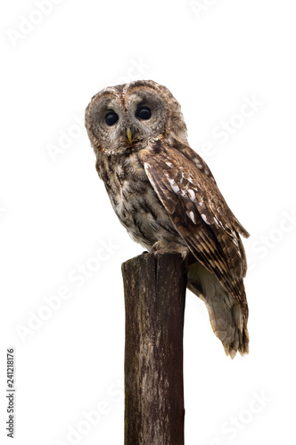 Tawny owl or brown owl ( Strix aluco ) on stump on a white background photo