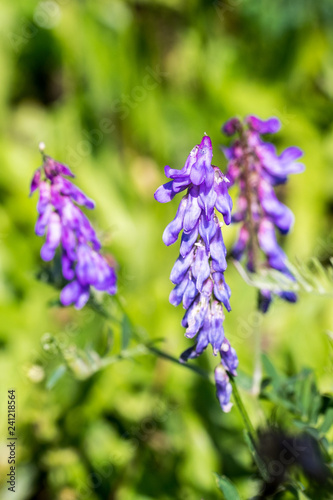 Closeup of tufted vetch flowers (prob. Vicia cracca) photo