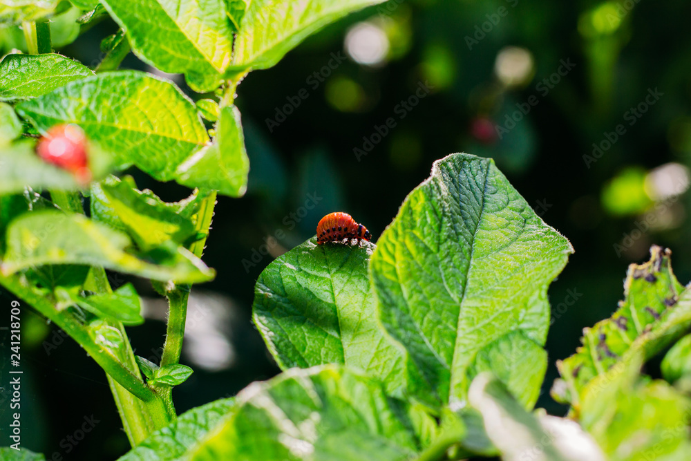 Colorado potato beetle on potato leaves Colorado potato beetle on potato leaves