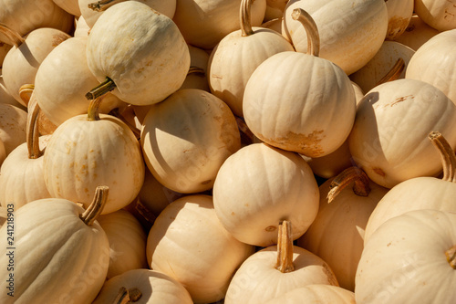 The White Pumpkins For Sale