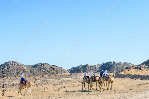 Group of tourists riding camels in arabian desert not far from the Hurghada city, Egypt