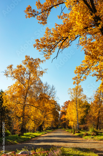 Trees in the park © ASKAR