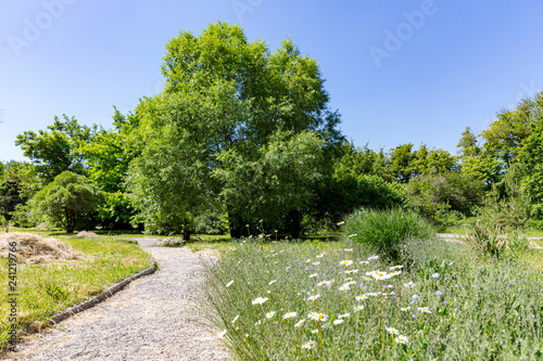 Trees in the park