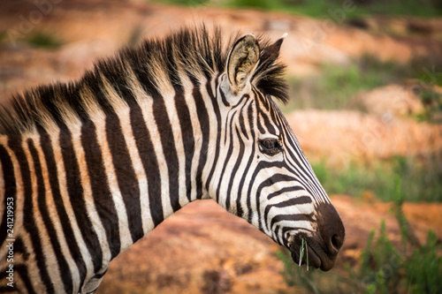 Closeup shot of Burchell's Zebra head