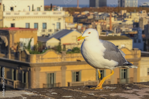 Seagull on the rooftop