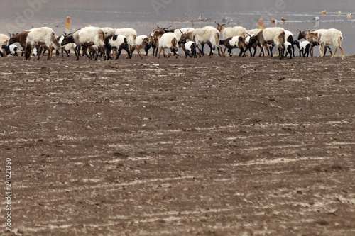 Stado owiec w Chinach © Miroslaw