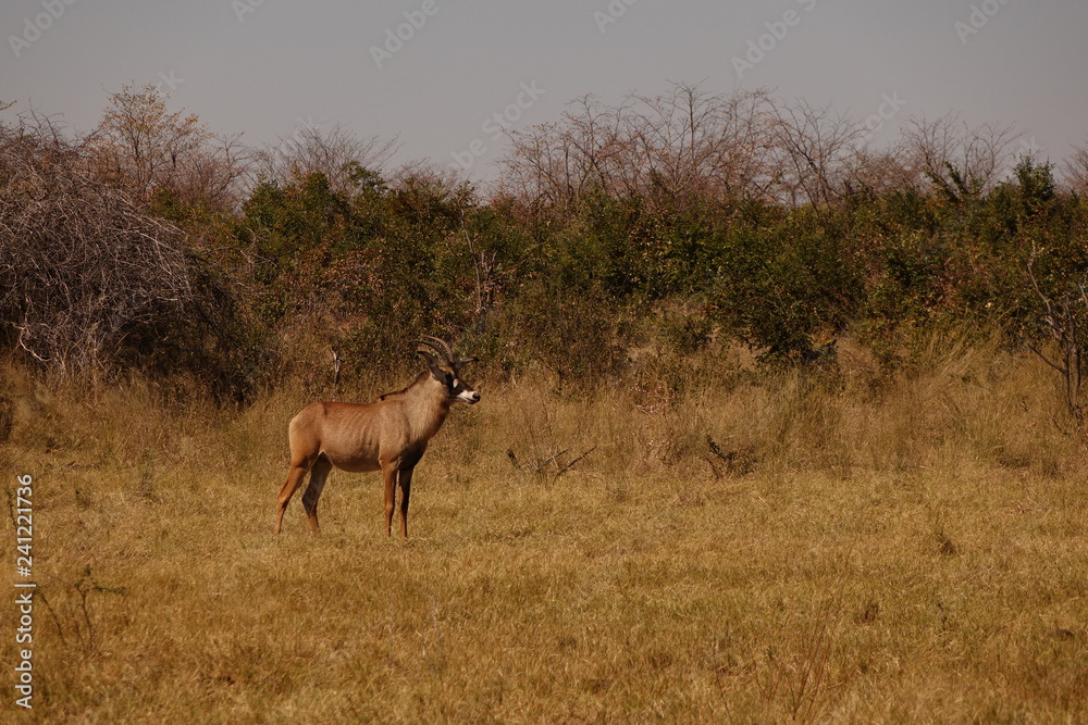 Naklejka premium A young roan antilope standing in the African bush