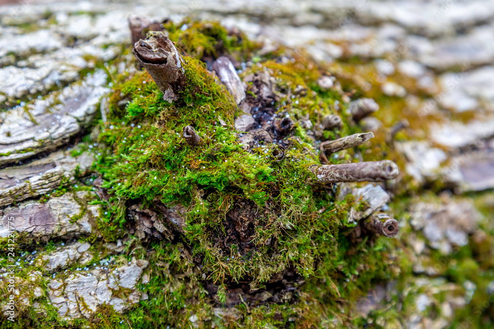 Obraz premium Moss Landscape