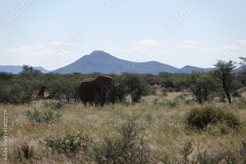 A lone elephant bull grazing on an african landscape