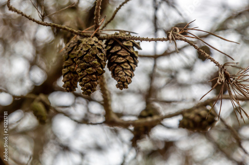 Pine Cones on Branches