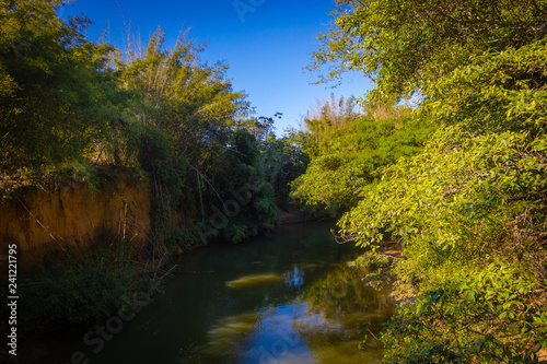 river in forest