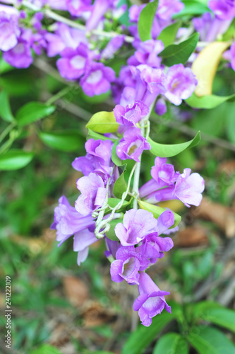 Garlic vine violet flower selective focus point