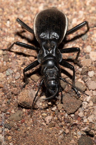Wallpaper Mural big ground beetle Anthia Cintipennis in namib desert. Insect predator in nature habitat. Namibia wildlife Torontodigital.ca