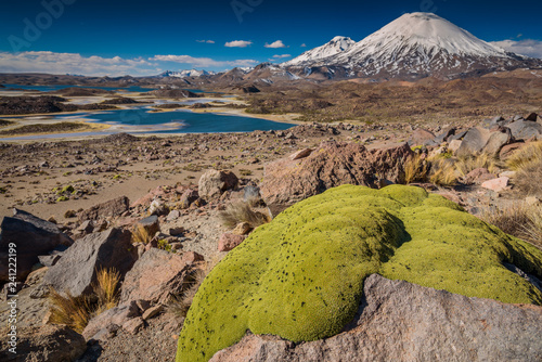 Bofedal en altiplano chileno