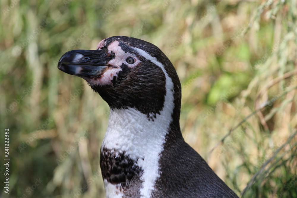 Obraz premium Pinguin