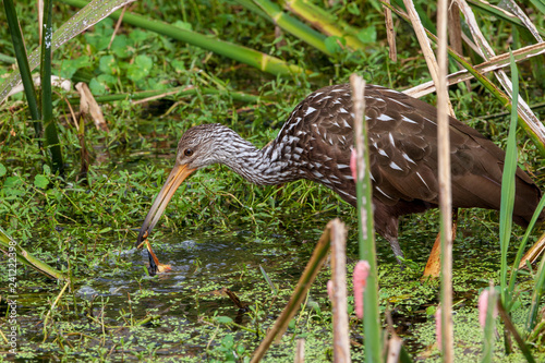 A singular Limpkin with its stunning brown and white patterned feathers finds its preferred food, the Florida Apple Snail, in swampy waters of a wetland photo