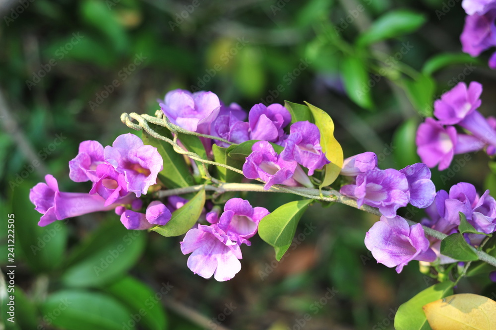 Garlic vine violet flower selective focus point