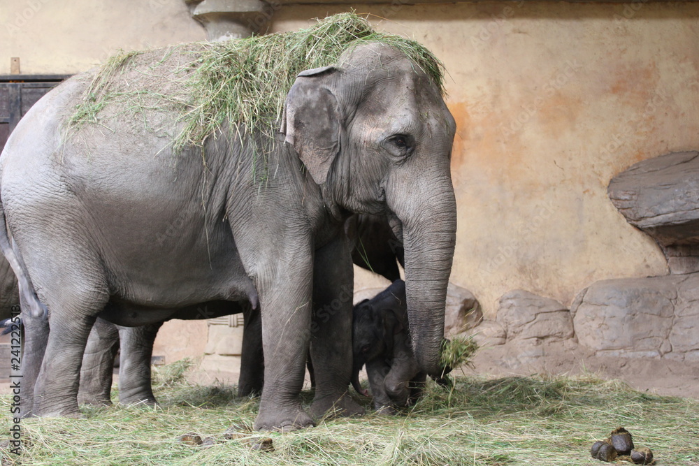 Obraz premium Elefant