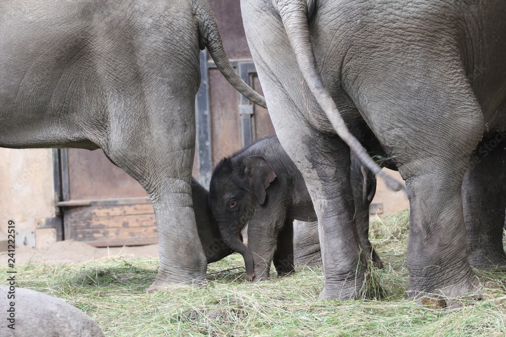Fototapeta premium Elefantenkalb