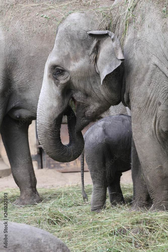 Fototapeta premium Elefant