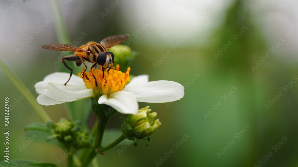 Bee working on wild flower in morning light with green nature background Bee working on wild flower in morning light with green nature background