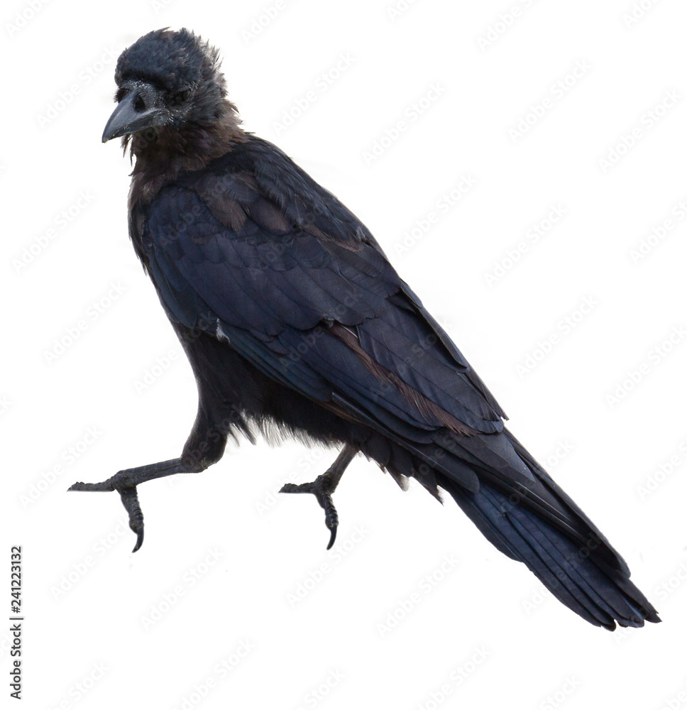Fototapeta premium Cutouts of birds