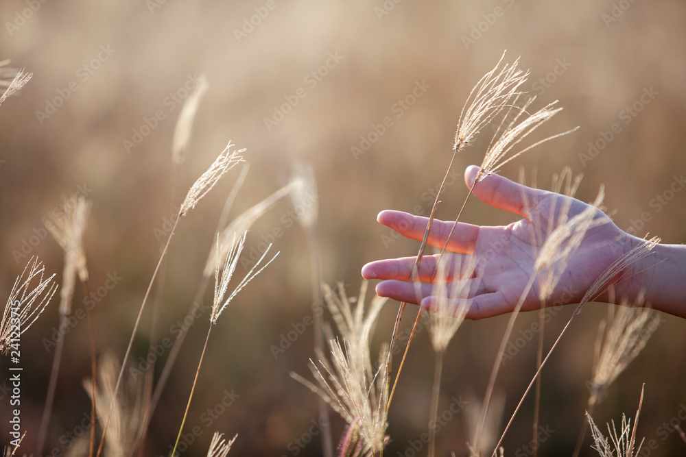 hand touching dry reeds grass background - obrazy, fototapety, plakaty 