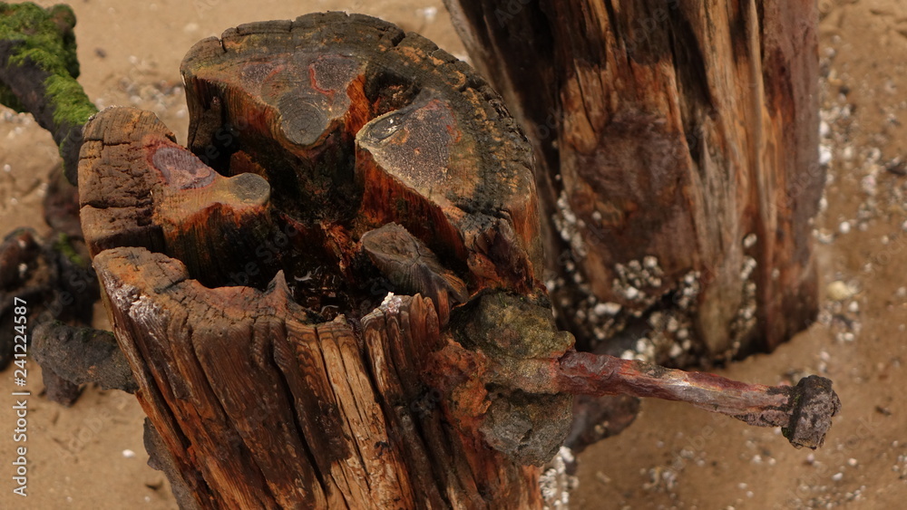 A rusty nail sticking out of a weathered wood stump covered in barnacles on the beach A rusty nail sticking out of a weathered wood stump covered in barnacles on the beach