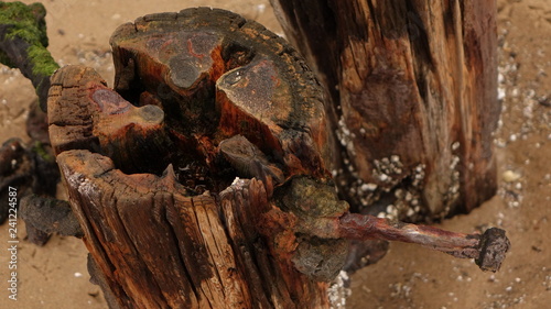 A rusty nail sticking out of a weathered wood stump covered in barnacles on the beach