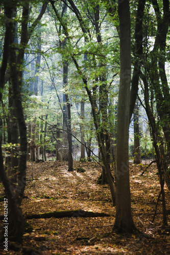 early autumn woodland  Sussex  England